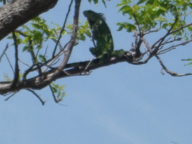  2006:11:28 11:22:56   Iguana 3 (Joanes, Ilha de Marajo).jpg